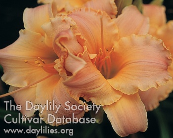 Daylily Welcome Mat